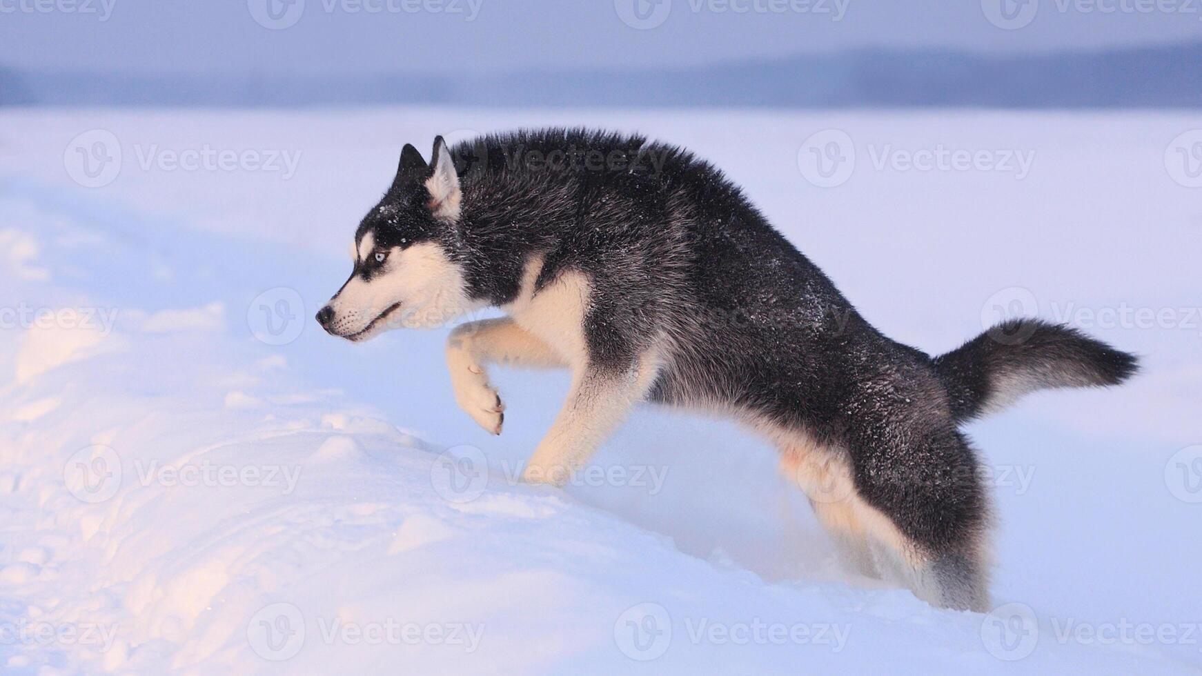 Siberian Husky breed, Adorable little dog photo
