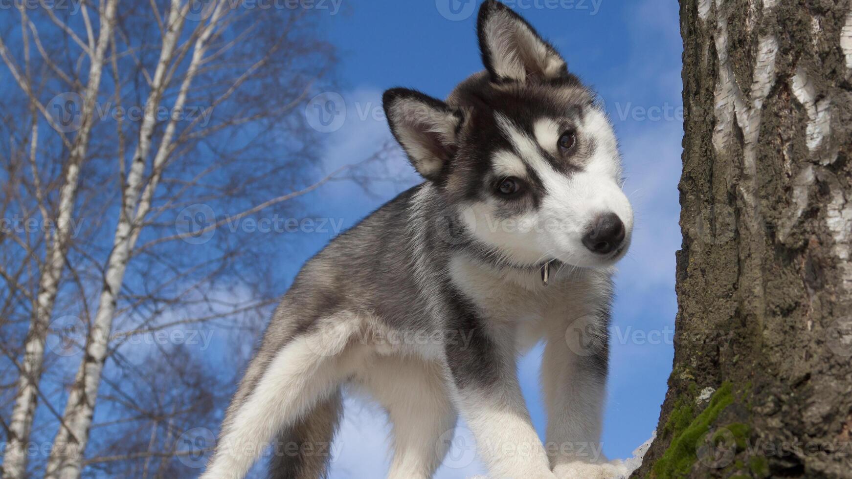 Siberian Husky breed, Adorable little dog photo
