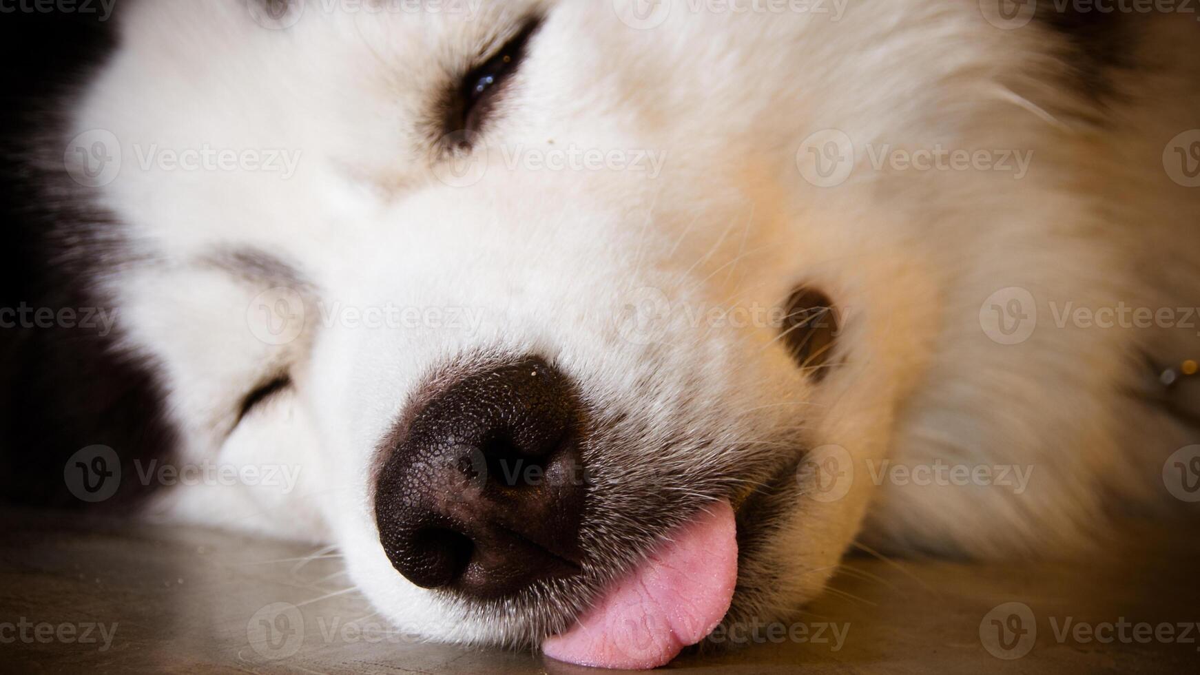 Siberian Husky breed, Adorable little dog photo
