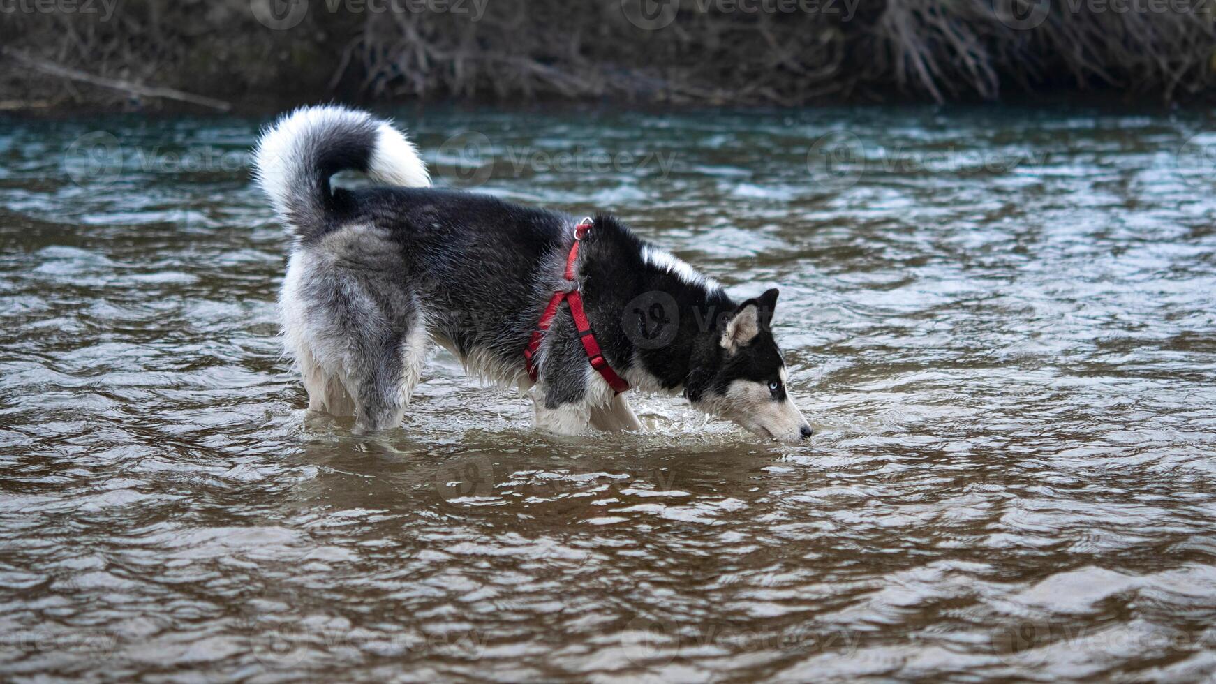 Siberian Husky breed, Adorable little dog photo