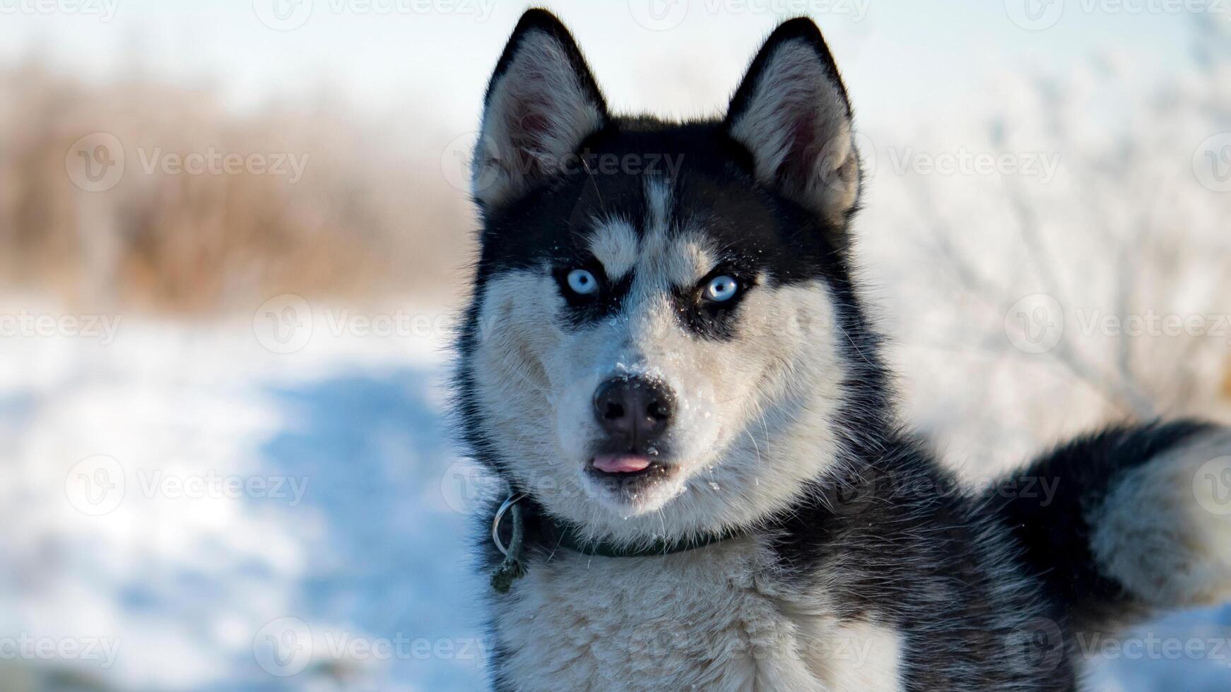 Siberian Husky breed, Adorable little dog photo