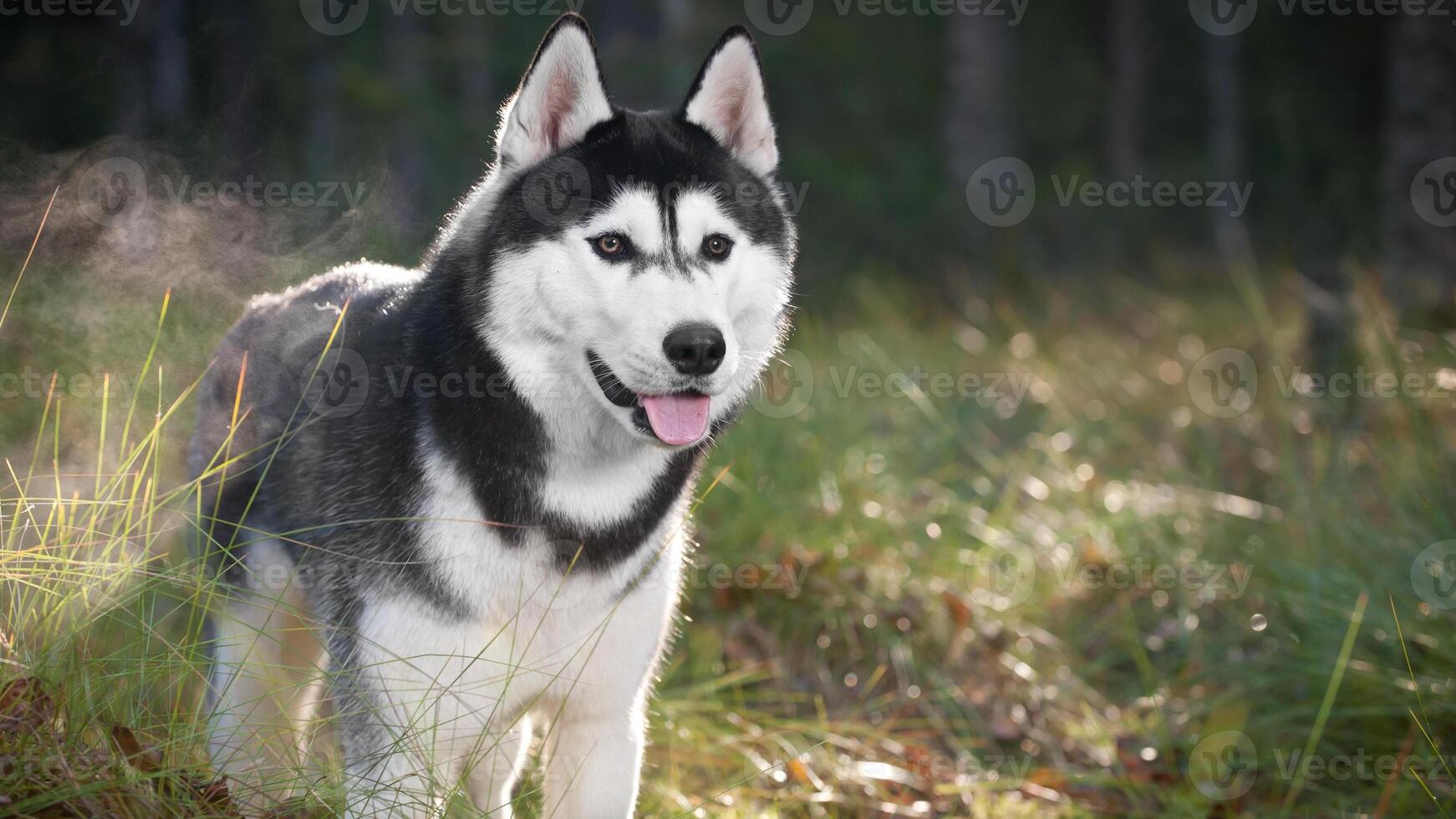 Siberian Husky breed, Adorable little dog photo