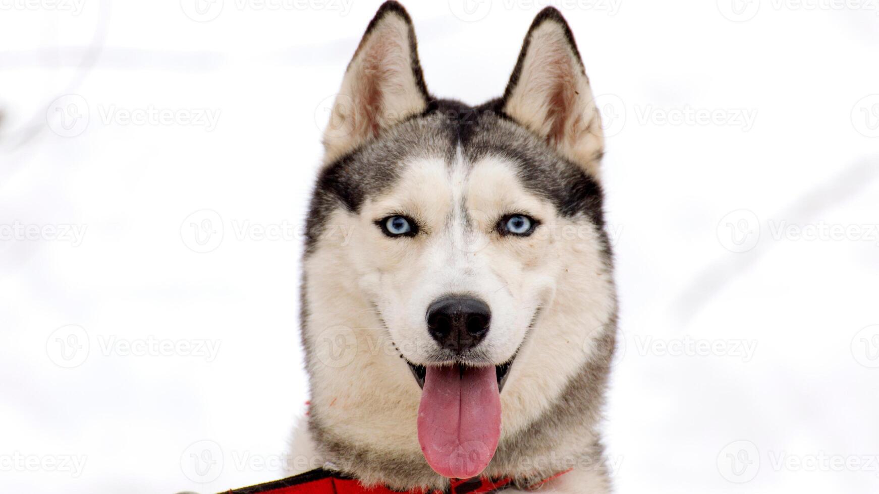 Siberian Husky breed, Adorable little dog photo
