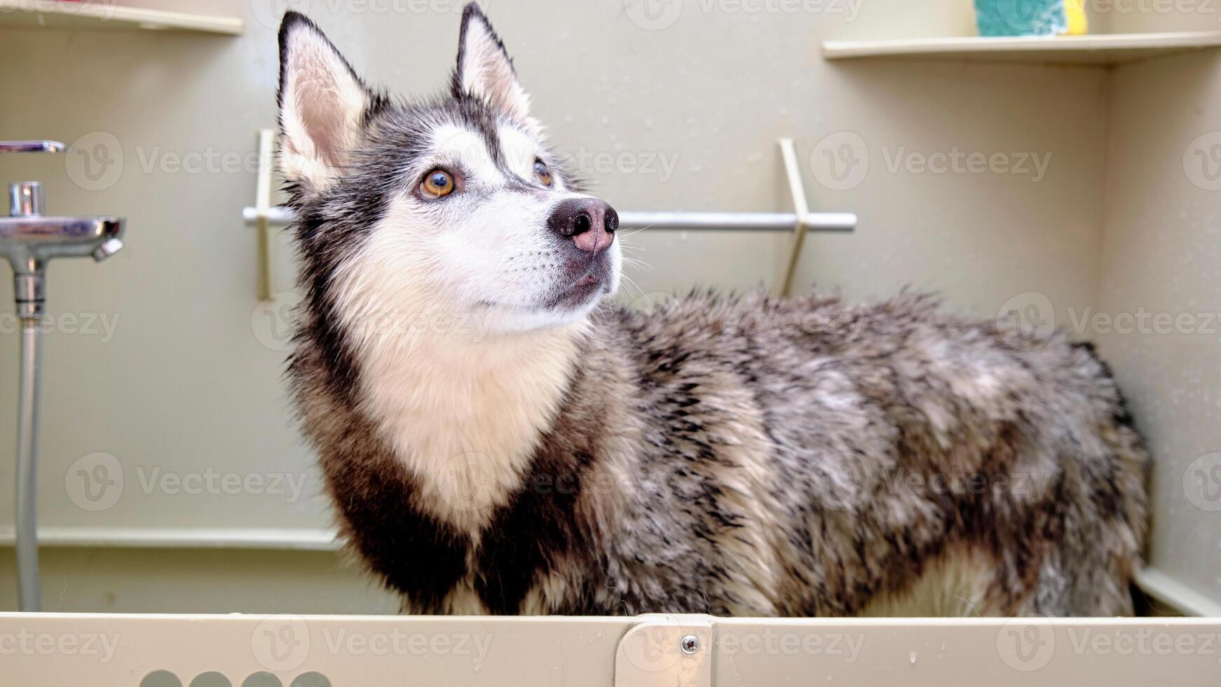 Siberian Husky breed, Adorable little dog photo