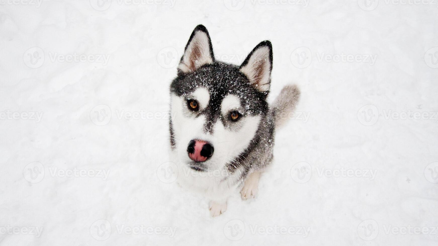Siberian Husky breed, Adorable little dog photo