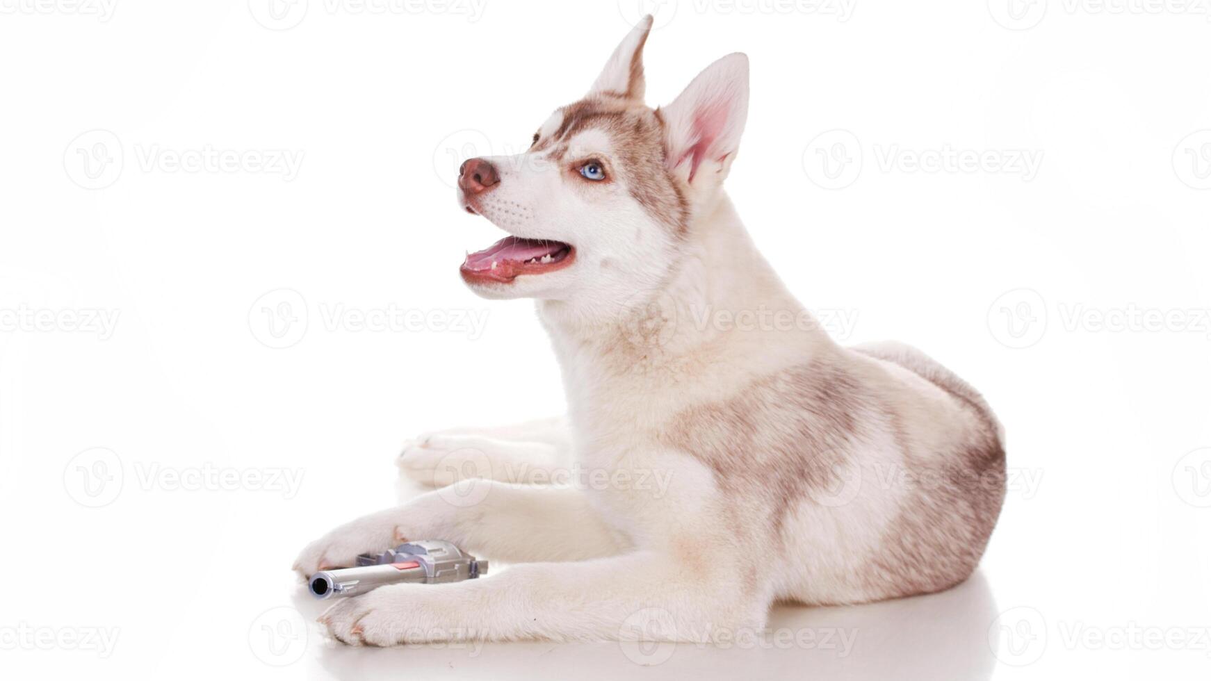Siberian Husky breed, Adorable little dog photo