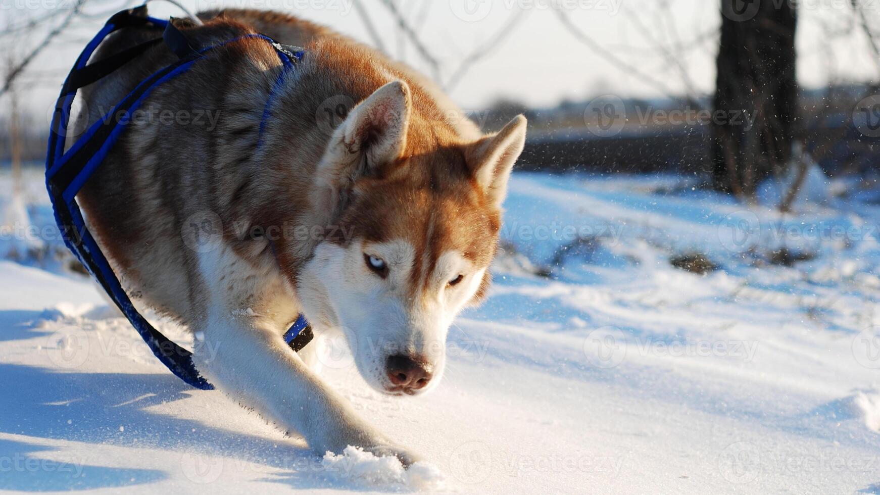 Siberian Husky breed, Adorable little dog photo