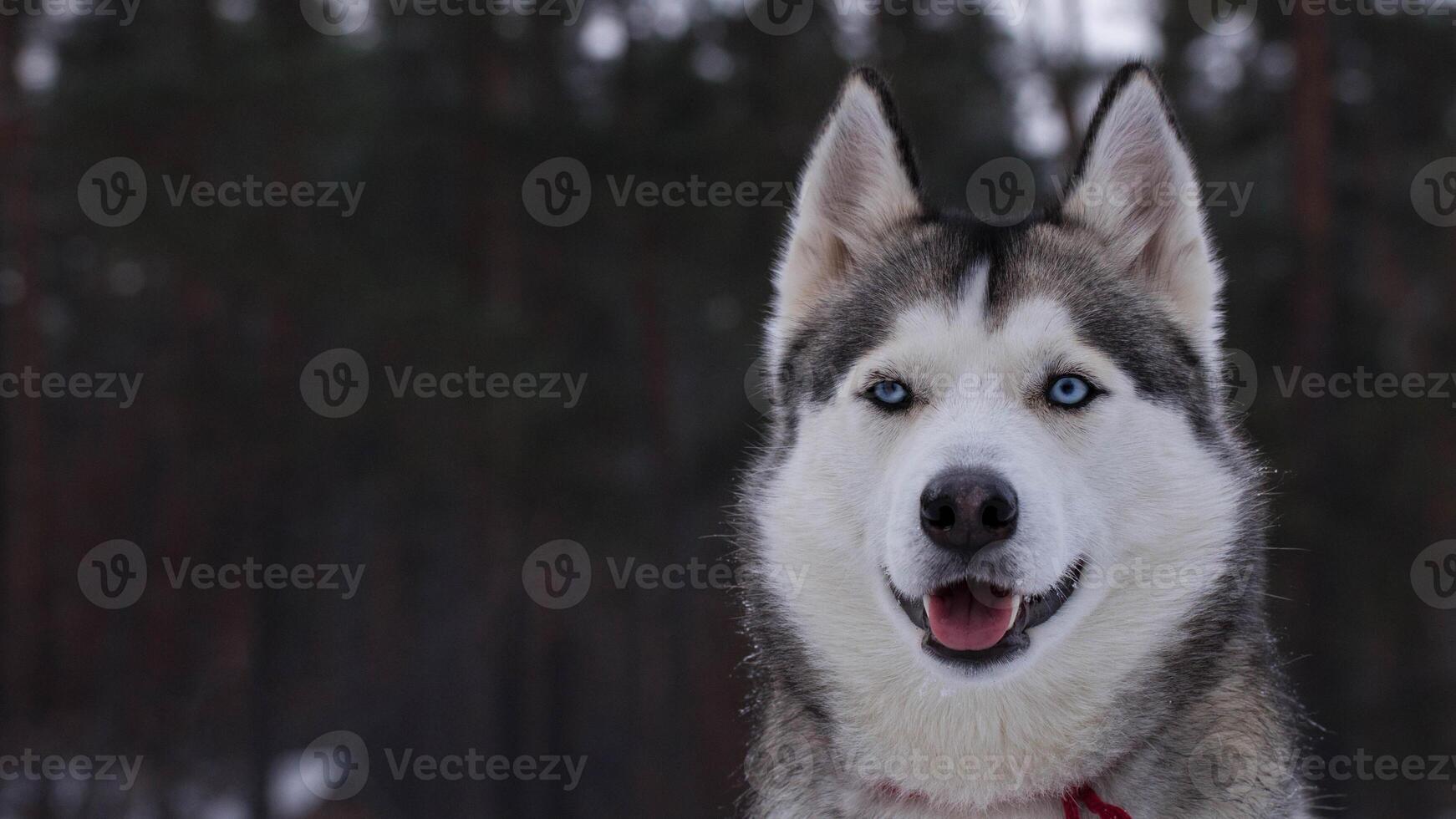 Siberian Husky breed, Adorable little dog photo