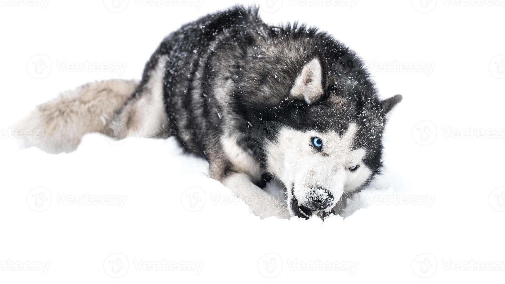 Siberian Husky breed, Adorable little dog photo