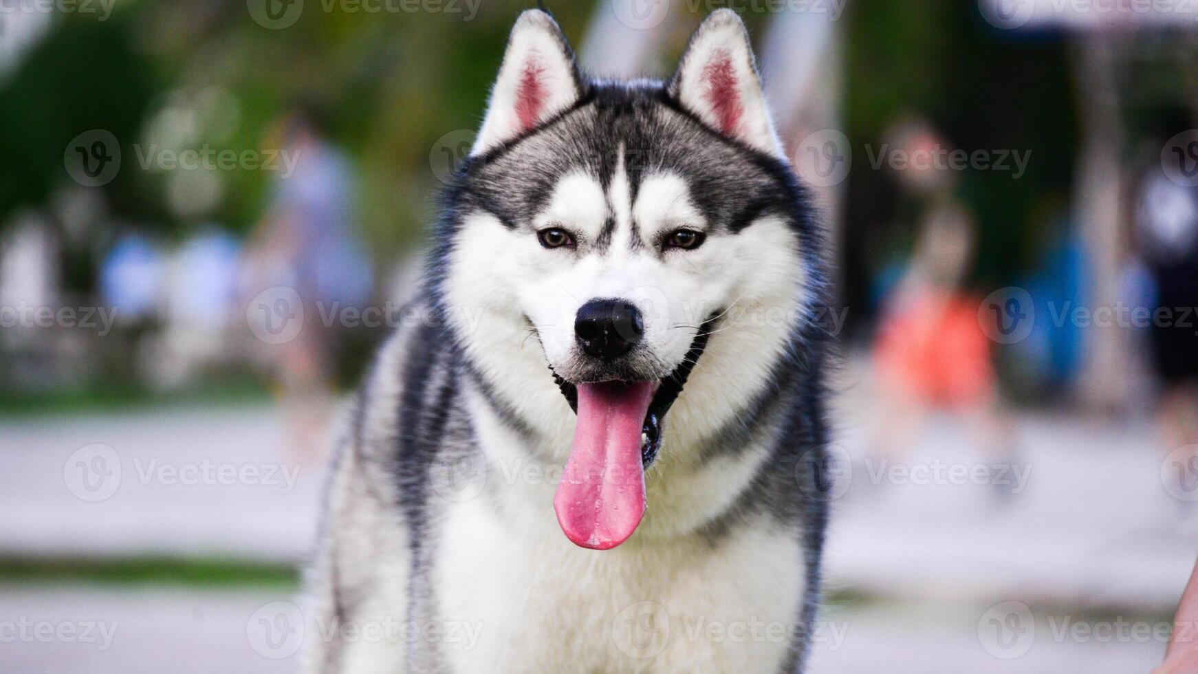 Siberian Husky breed, Adorable little dog photo