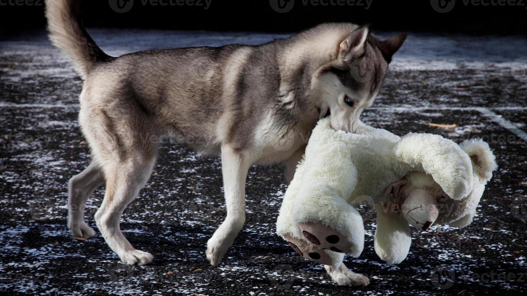 Siberian Husky breed, Adorable little dog photo