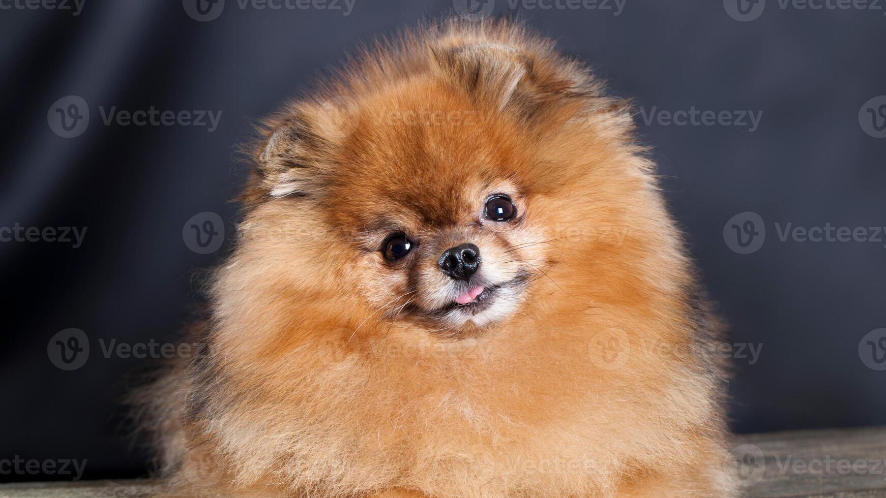 Happy Pomeranian breed dog, adorable little puppy photo