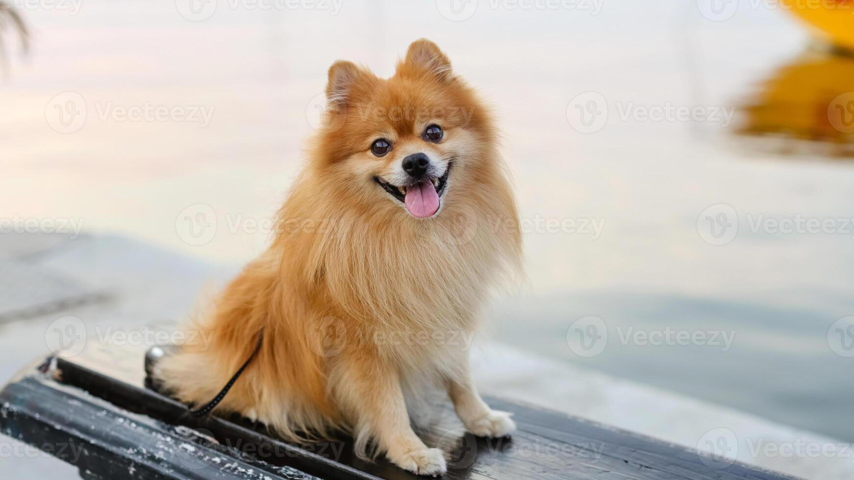 Happy Pomeranian breed dog, adorable little puppy photo