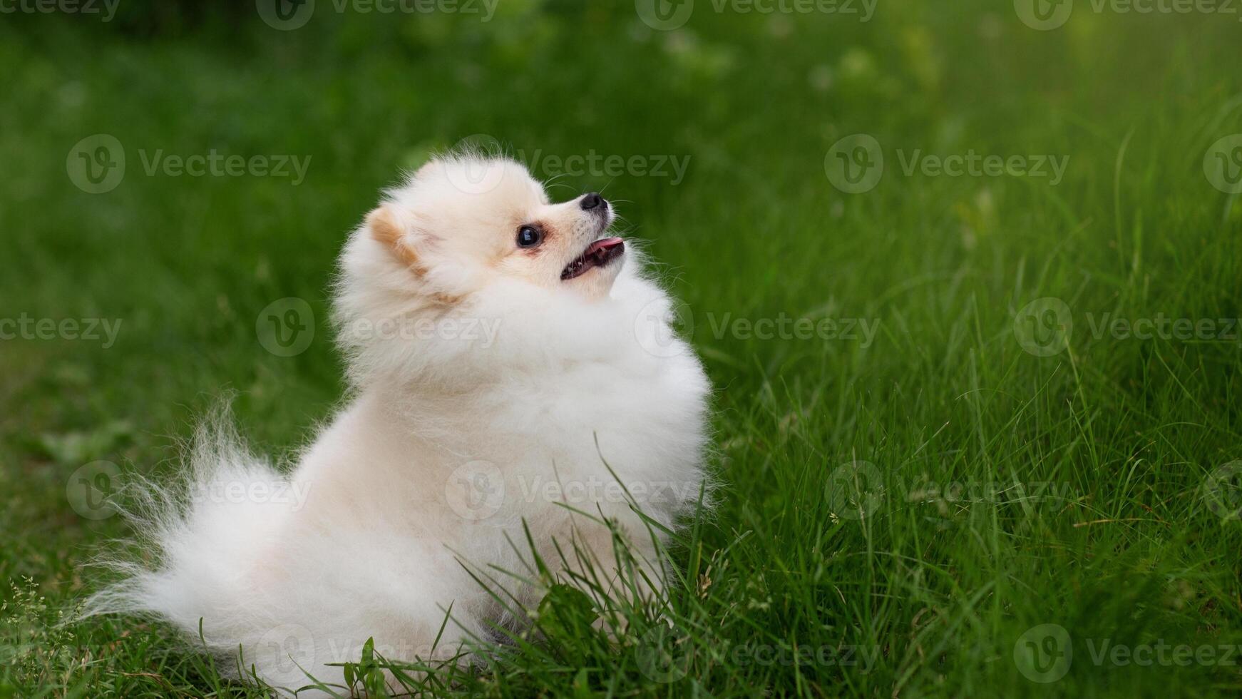 Happy Pomeranian breed dog, adorable little puppy photo
