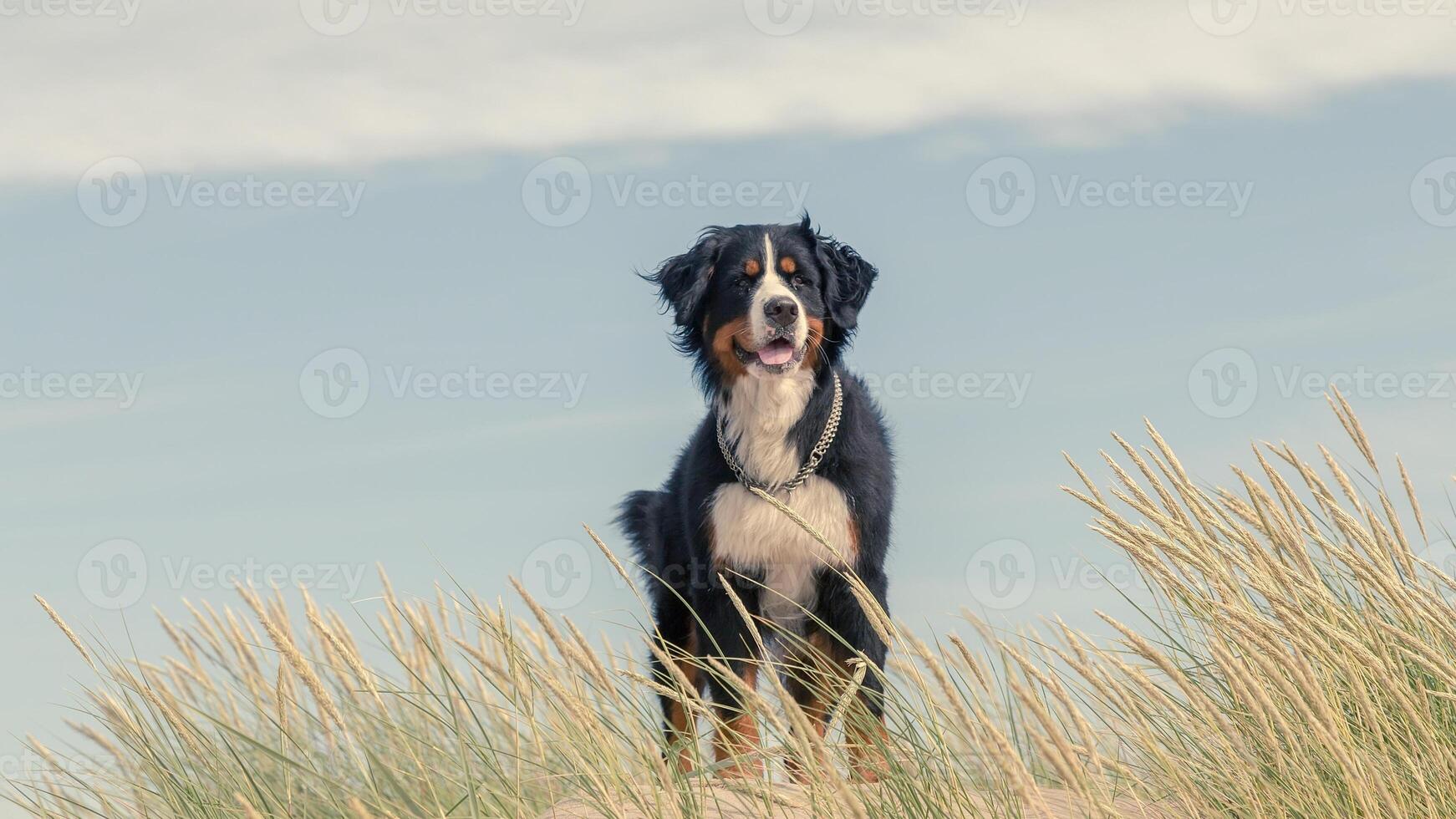 Adorable Bernese Mountain dog, cute little puppy photo