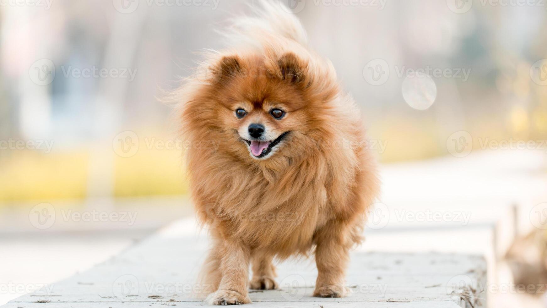 Happy Pomeranian breed dog, adorable little puppy photo