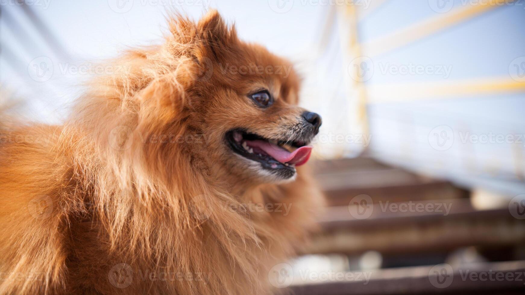 Happy Pomeranian breed dog, adorable little puppy photo