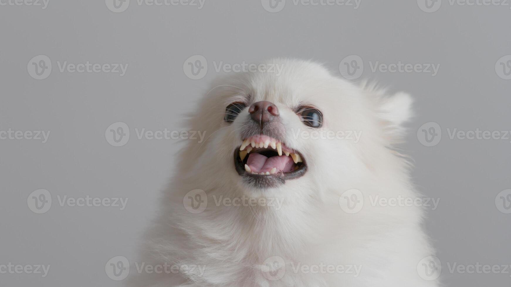 Happy Pomeranian breed dog, adorable little puppy isolated on white background photo