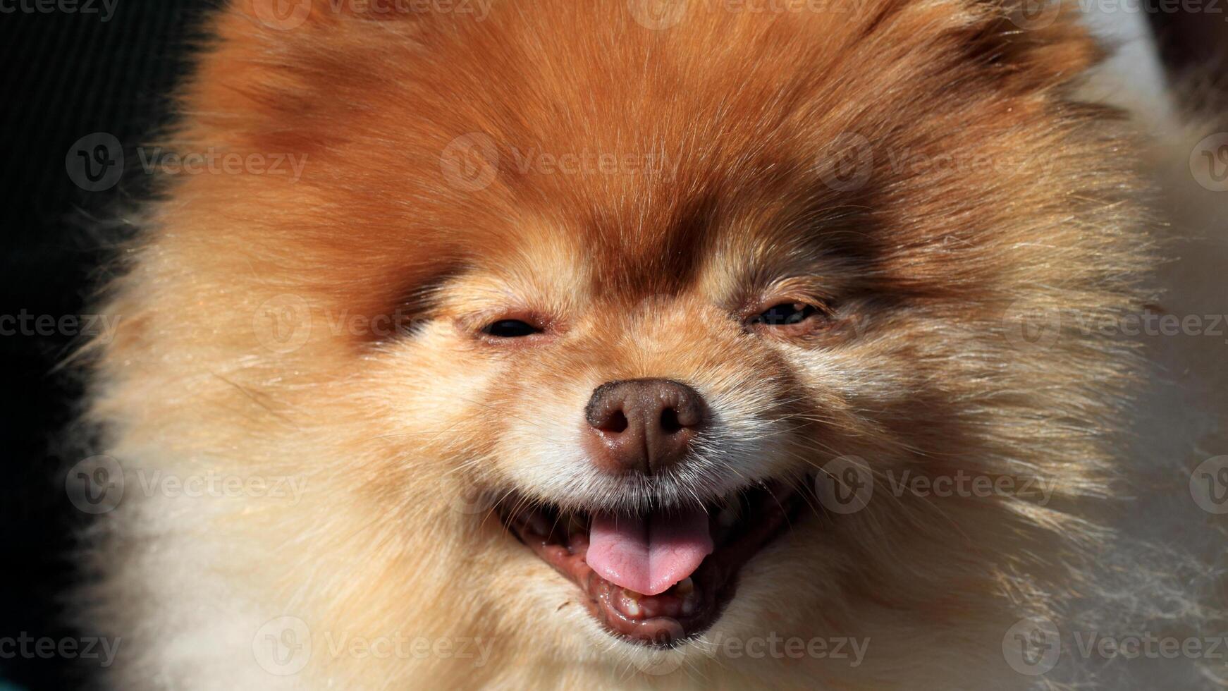 Happy Pomeranian breed dog, adorable little puppy photo