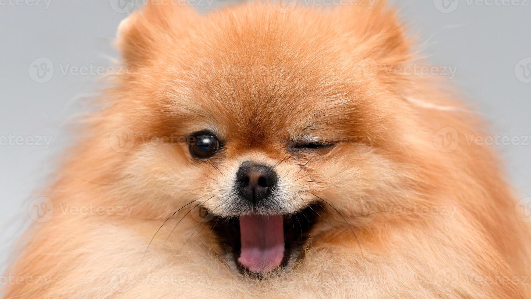 Happy Pomeranian breed dog winking, adorable little puppy isolated on white background winks at camera photo