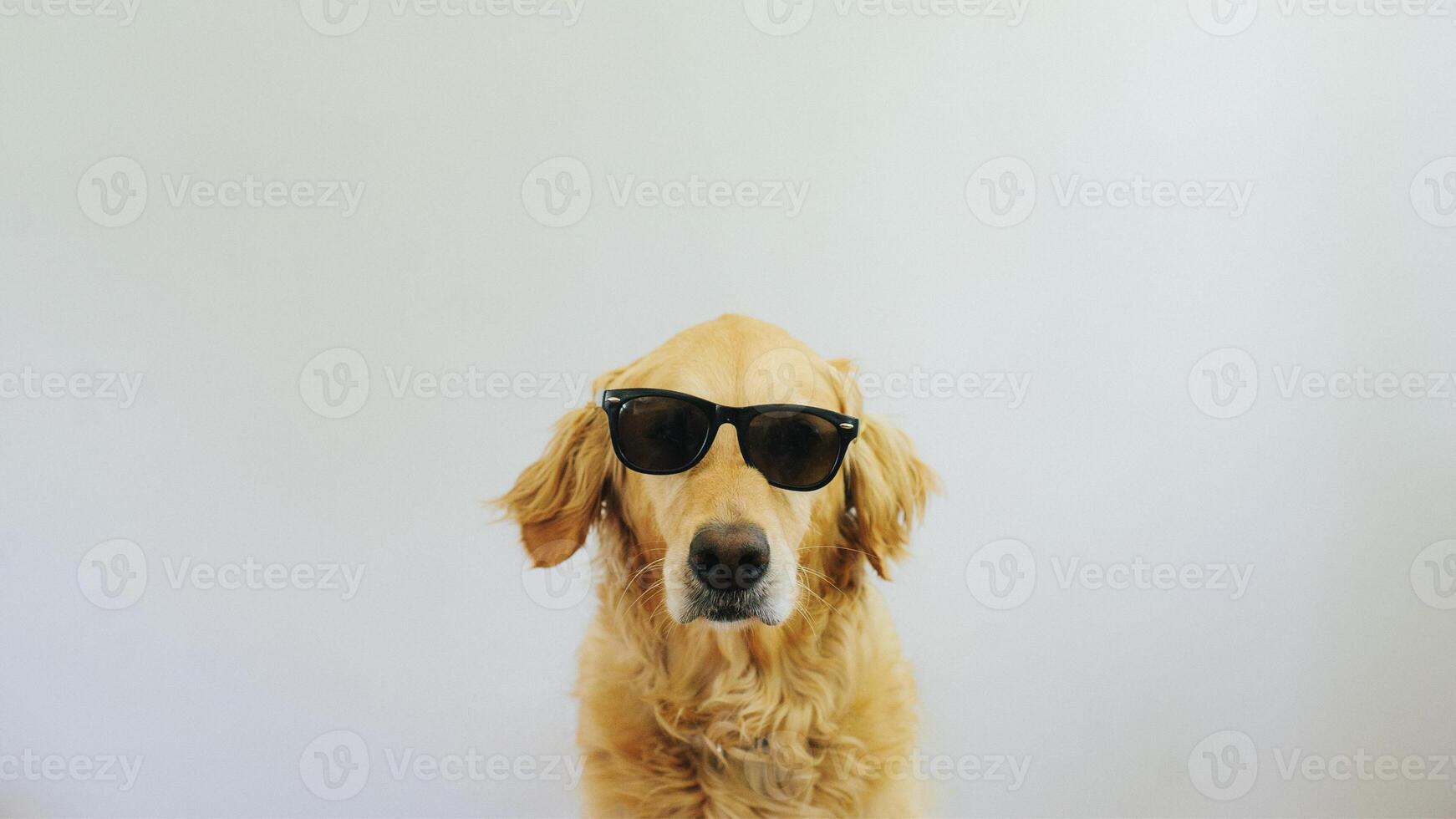 Adorable Golden Retriever breed dog photo