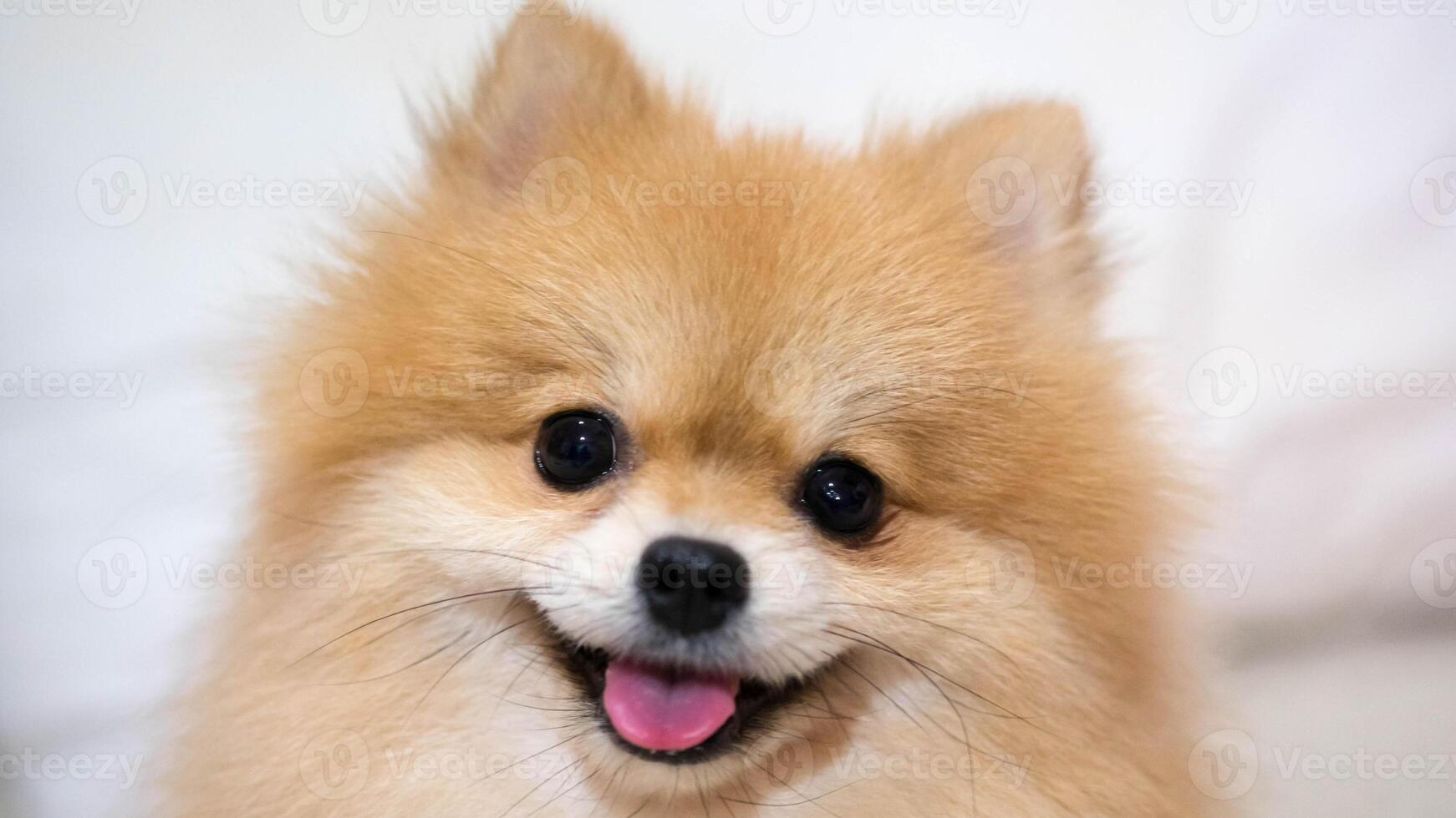 Happy Pomeranian breed dog, adorable little puppy photo