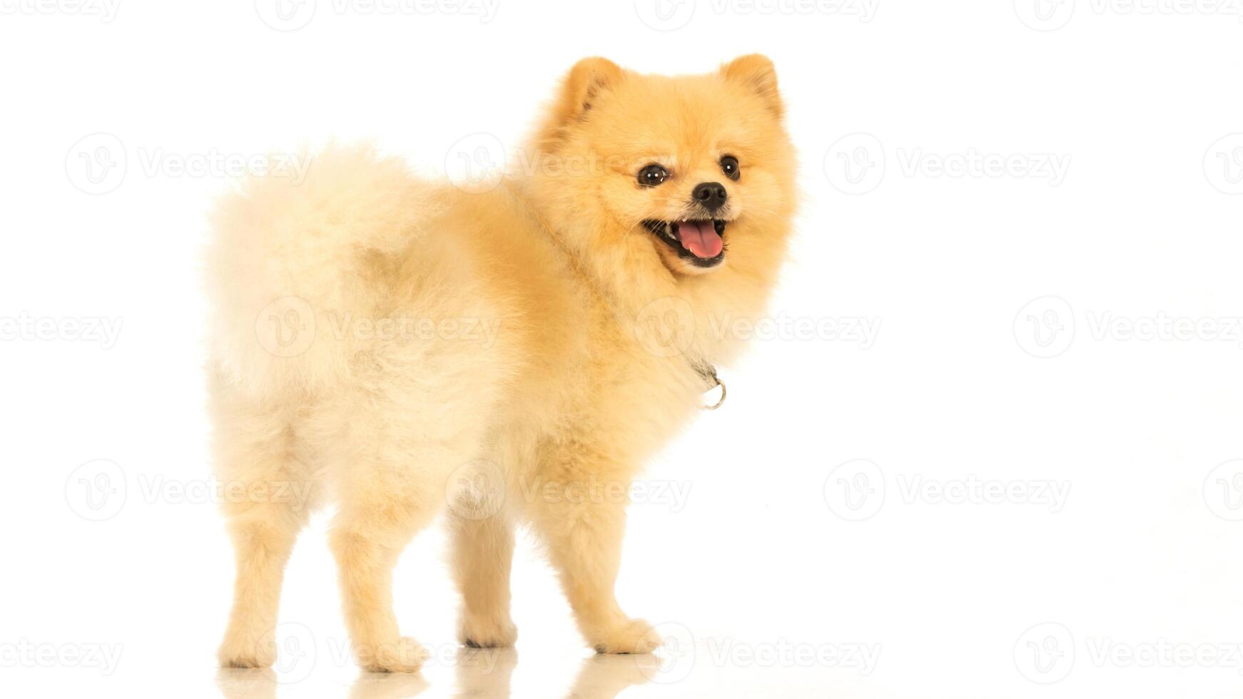 Happy Pomeranian breed dog, adorable little puppy isolated on white background photo