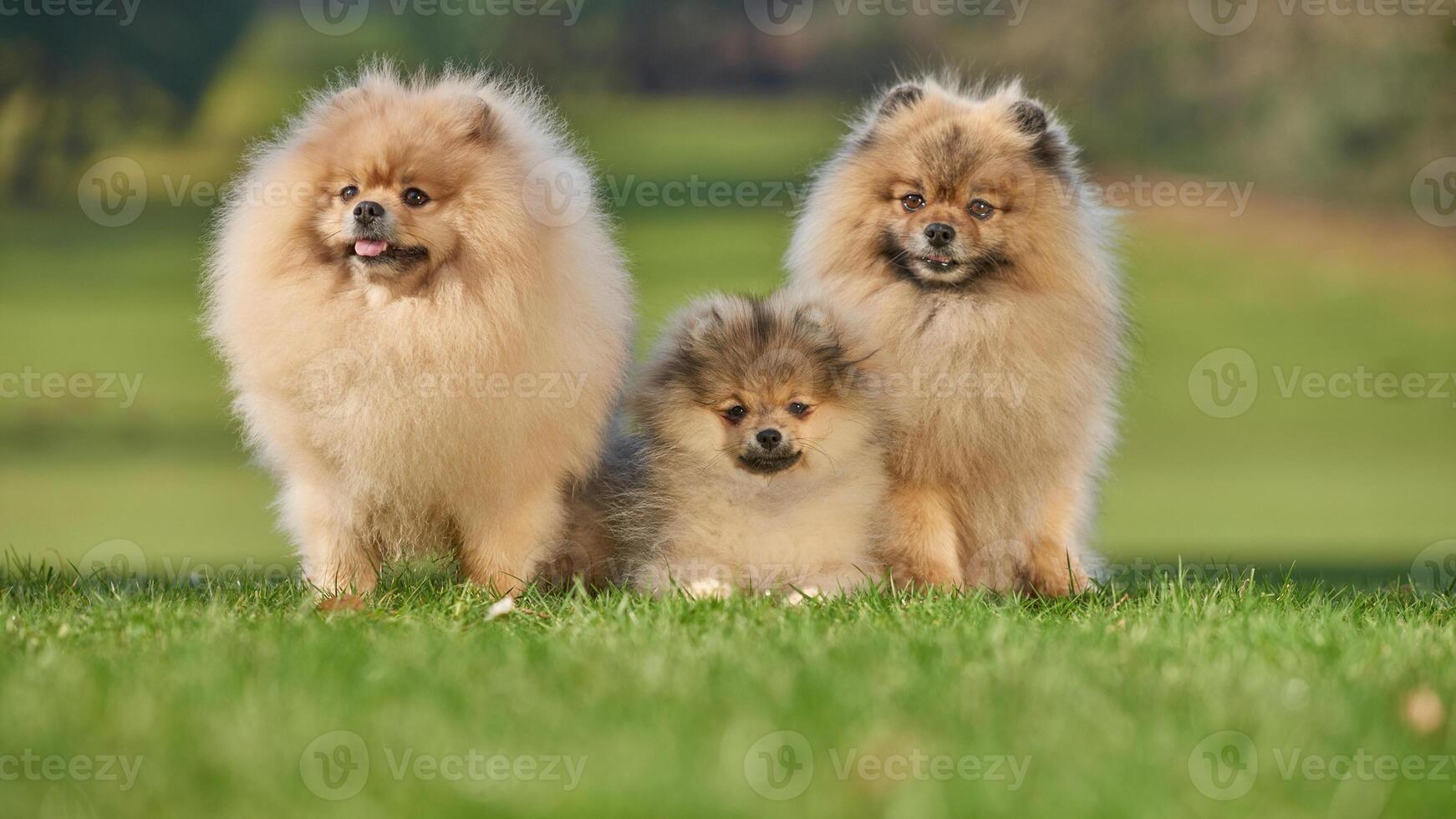Happy Pomeranian breed dog, adorable little puppy photo