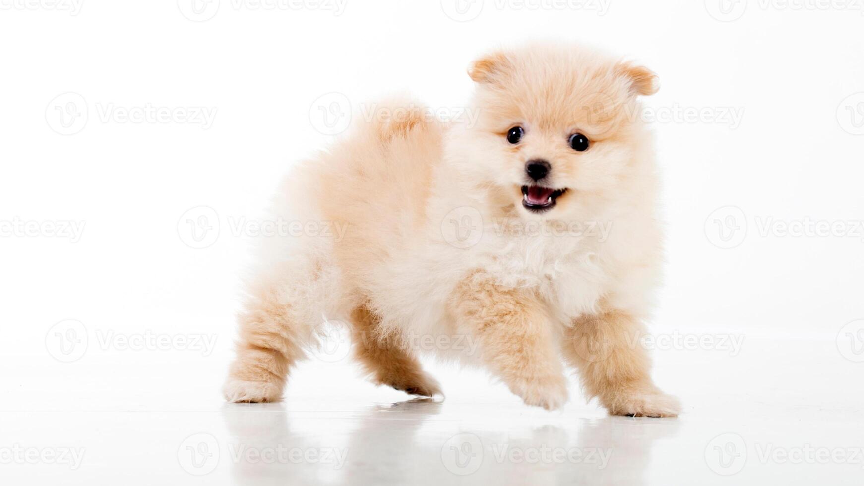 Happy Pomeranian breed dog, adorable little puppy isolated on white background photo