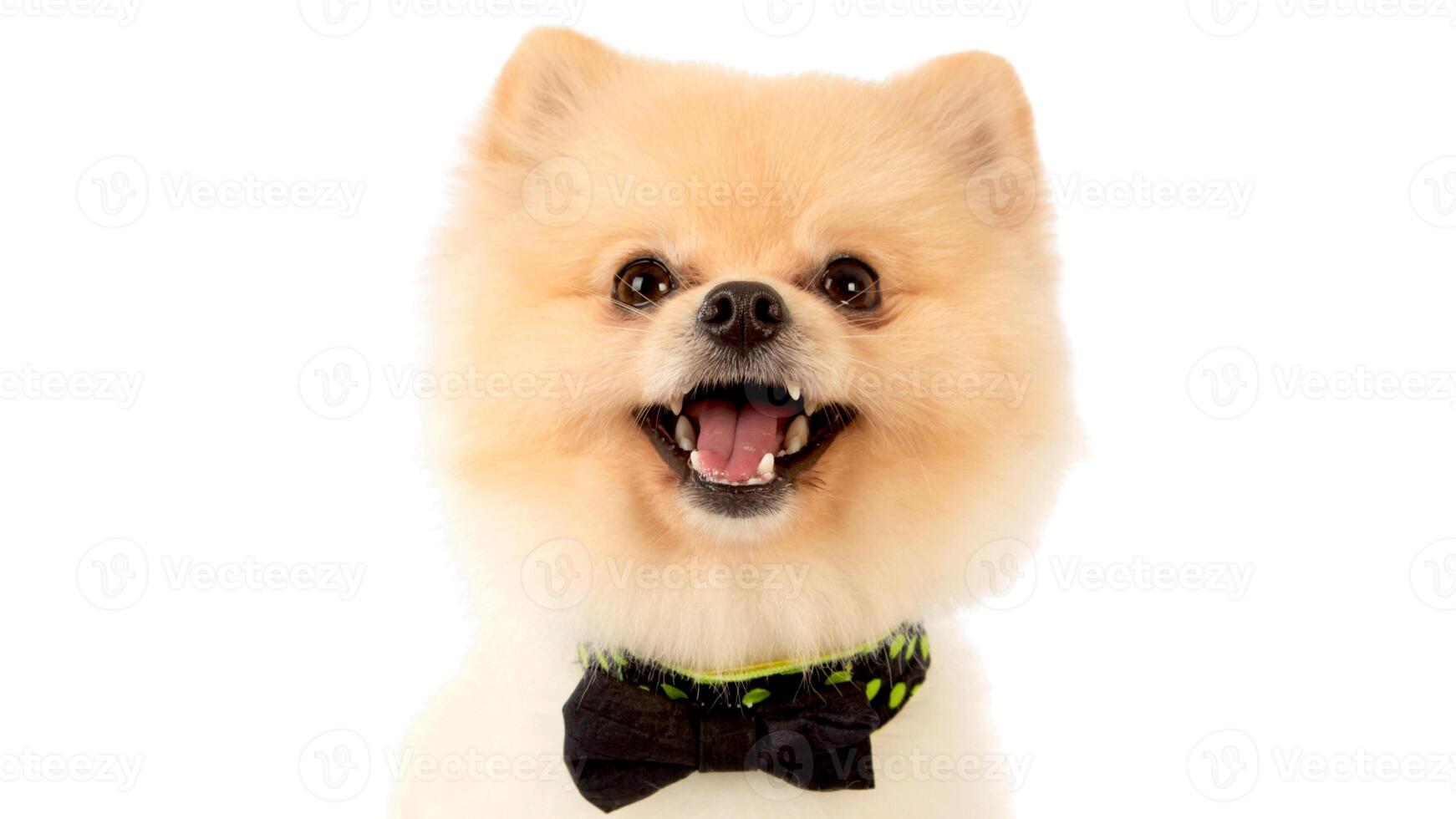 Happy Pomeranian breed dog, adorable little puppy isolated on white background photo