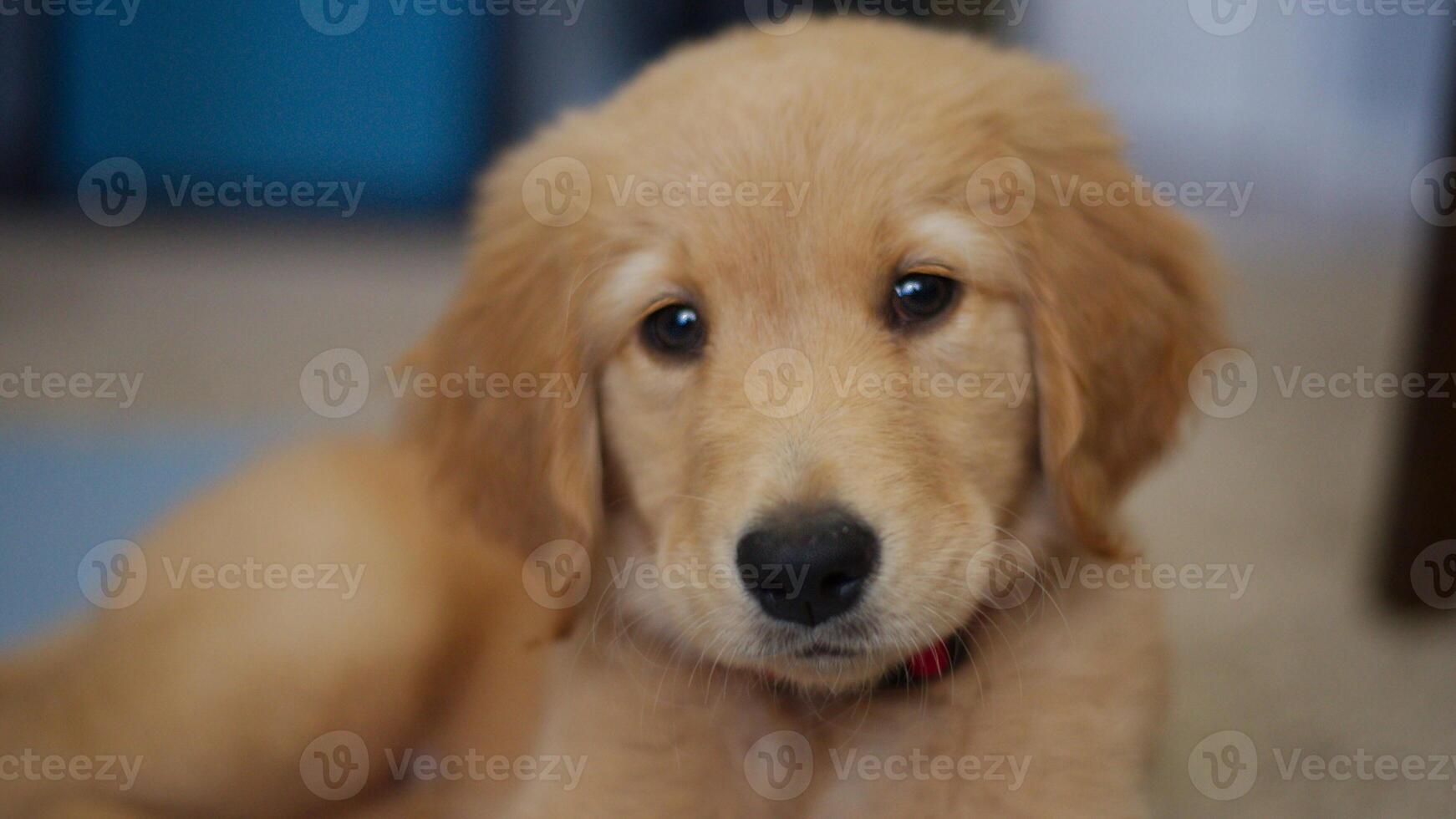 Cute Golden Retriever, happy tiny dog, adorable little puppy photo