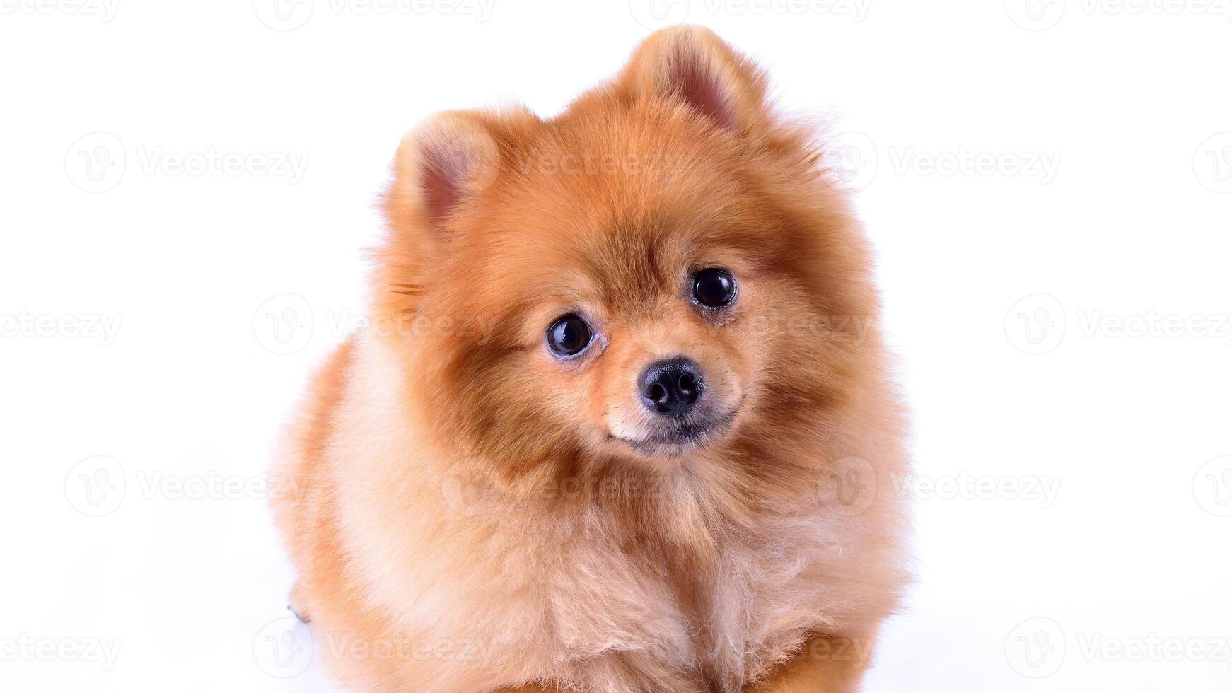 Happy Pomeranian breed dog, adorable little puppy isolated on white background photo