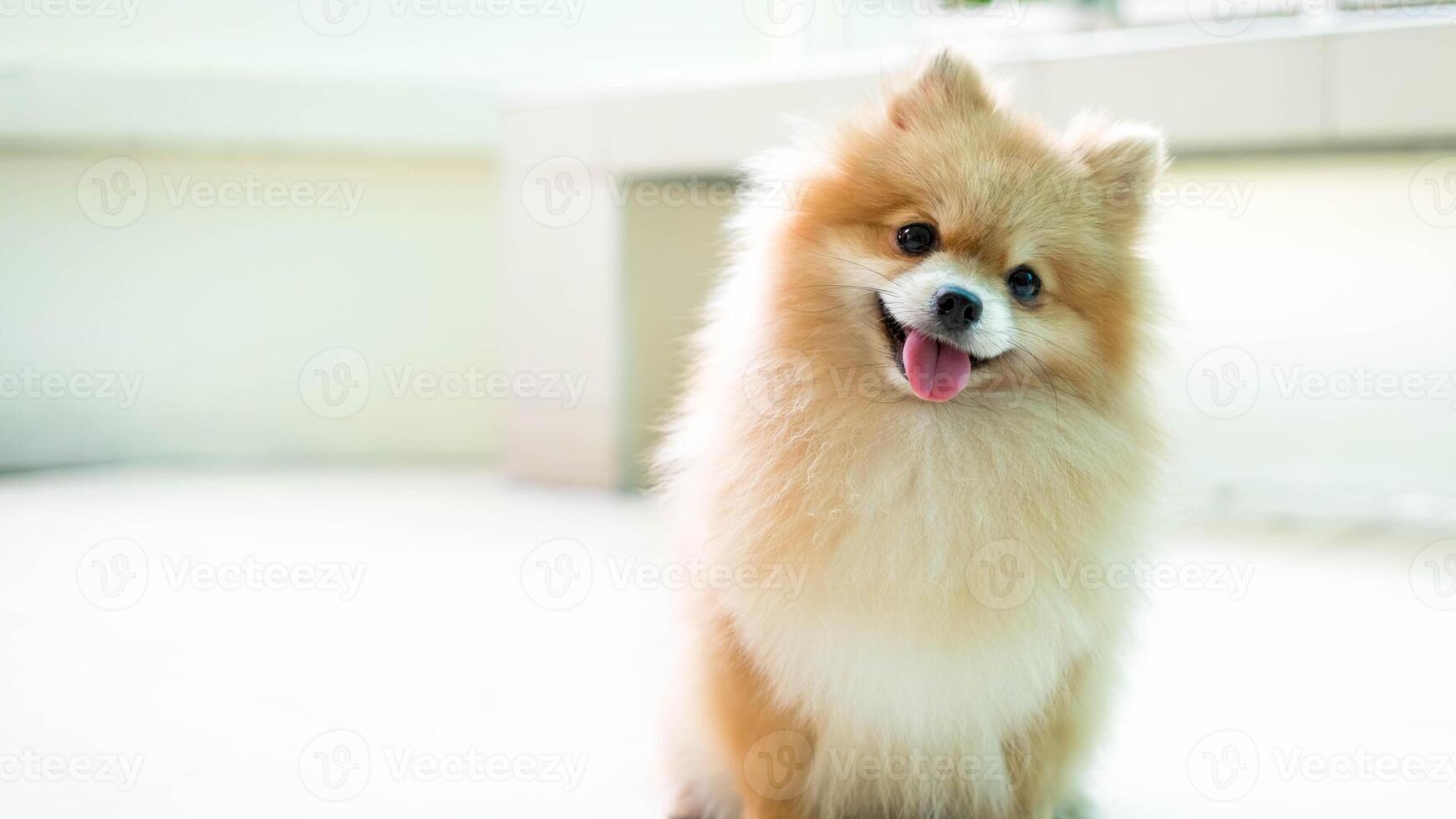 Happy Pomeranian breed dog, adorable little puppy photo
