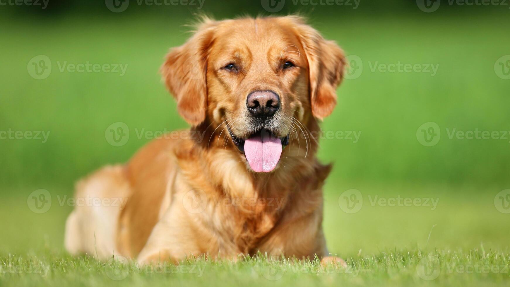 Adorable Golden Retriever breed dog photo