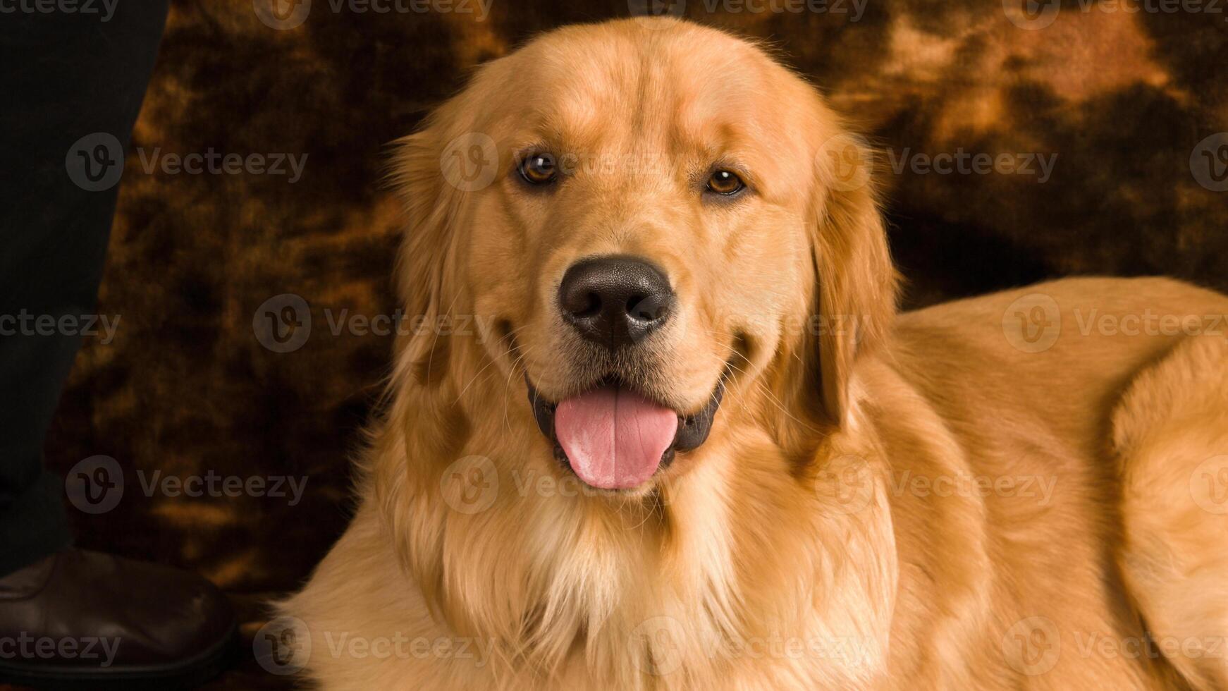 Adorable Golden Retriever breed dog photo