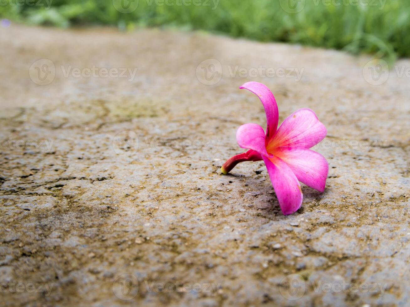 Pink flowers fall on concrete floor photo