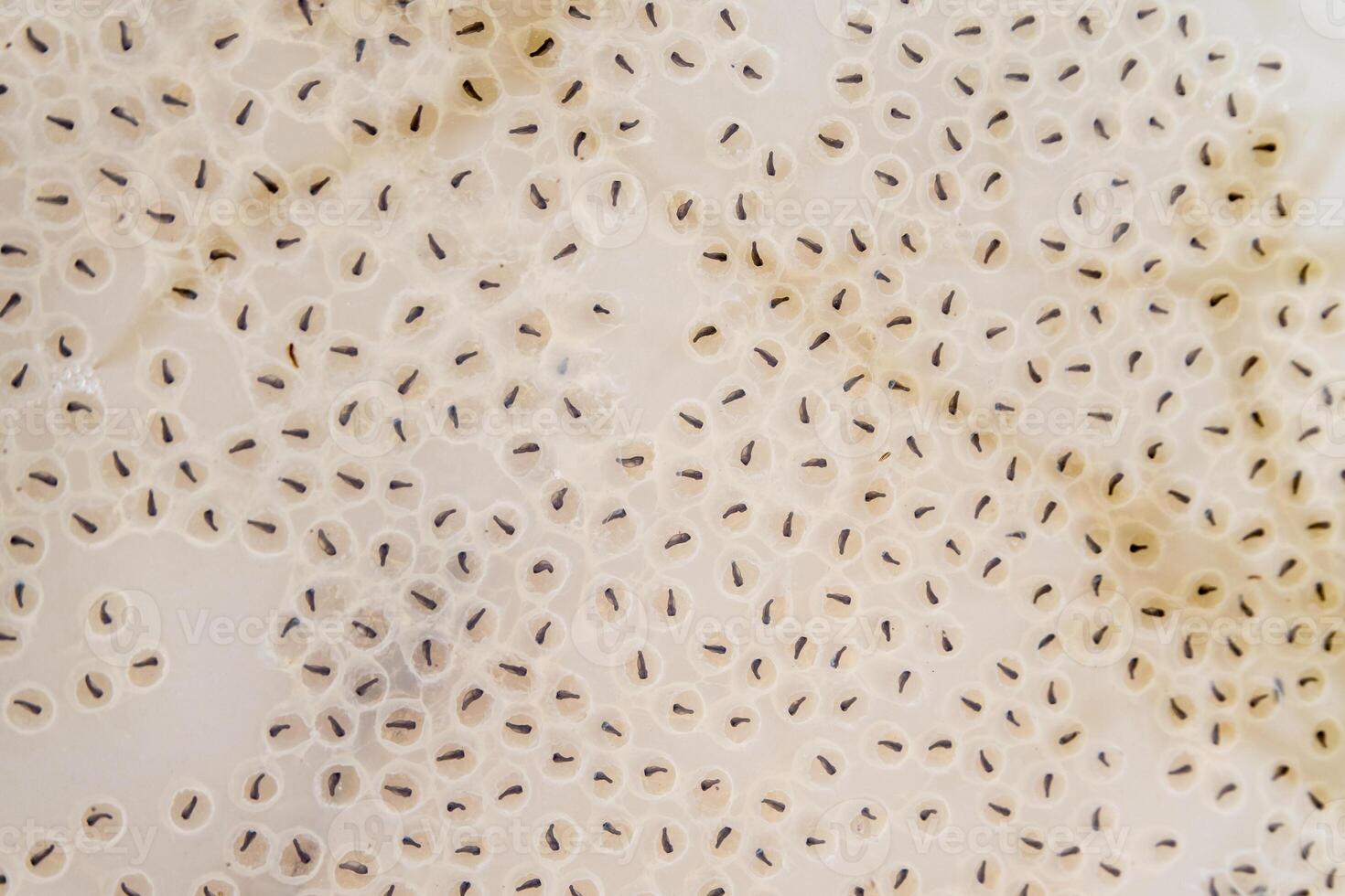 The larvae of frog in eggs in the canal photo