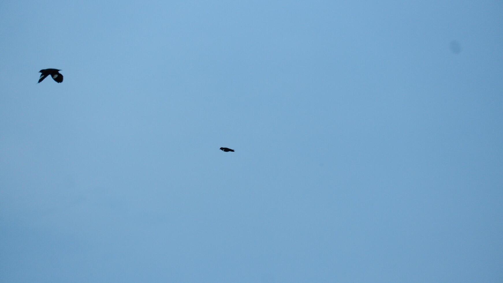 photography of birds flying in the blue sky photo
