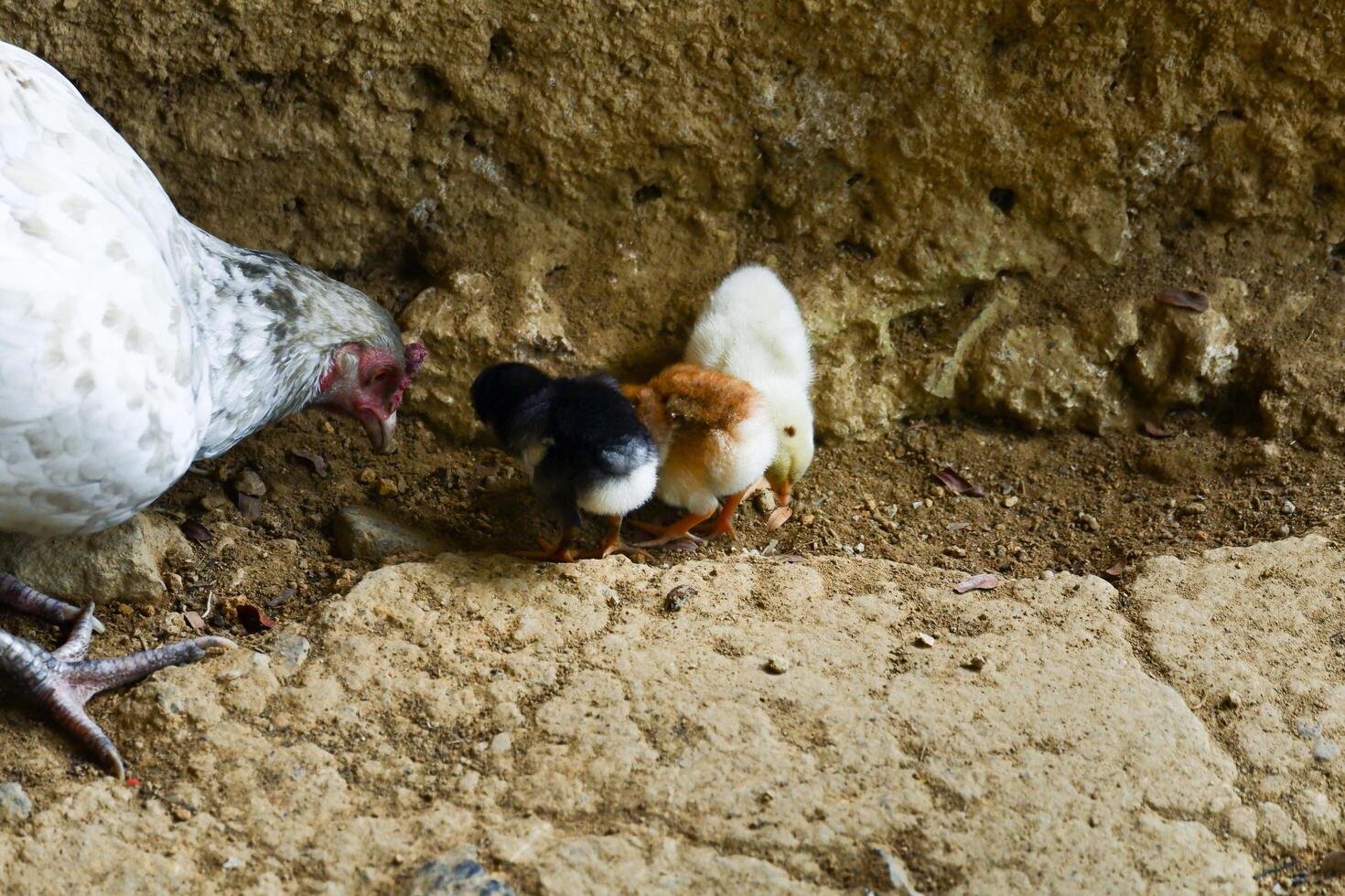 kampong chickens roam the yard photo