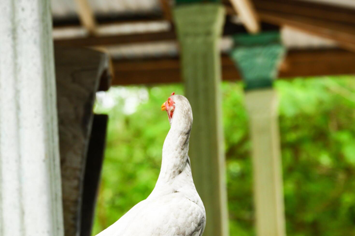kampong chickens roam the yard photo