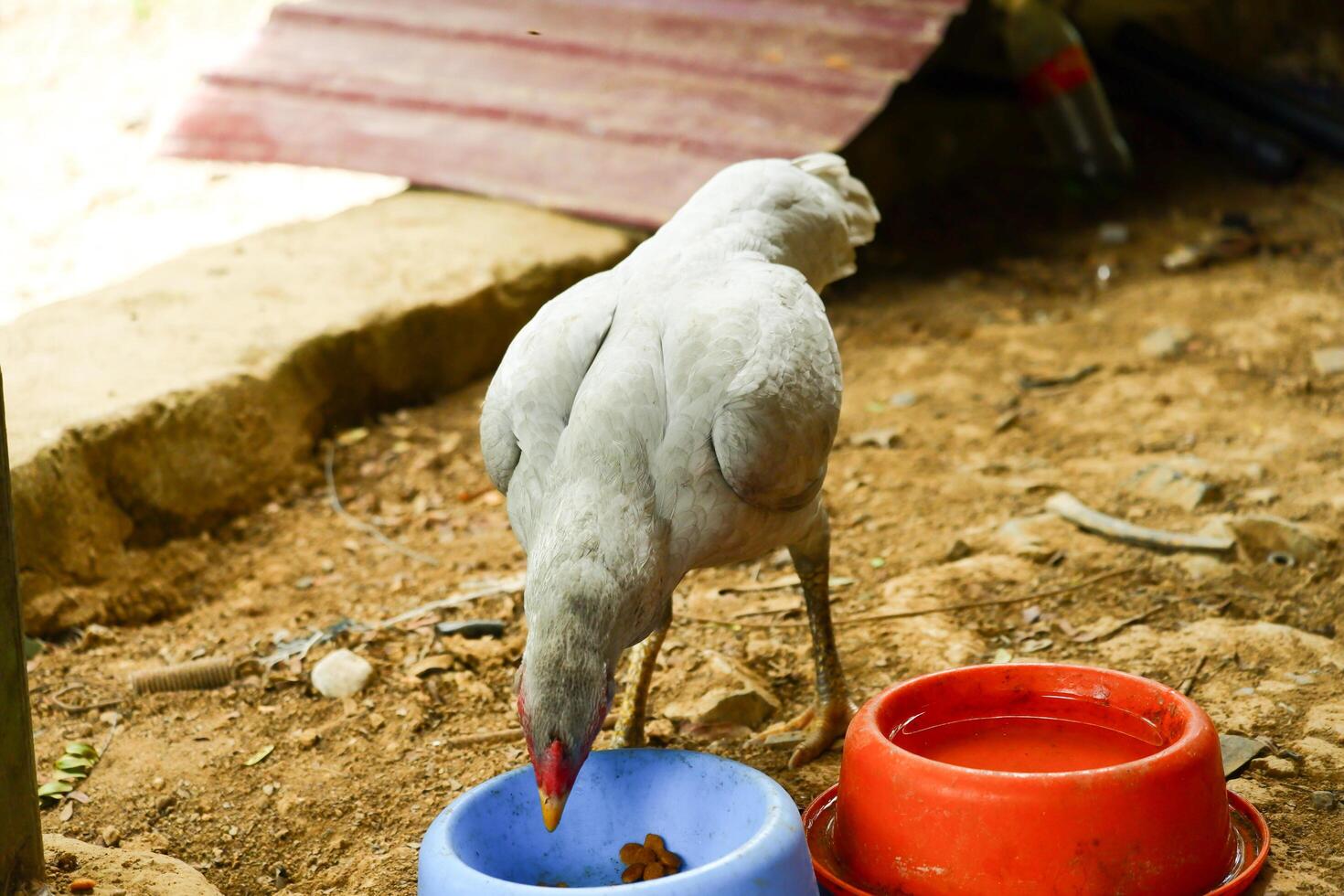 kampong chickens roam the yard photo