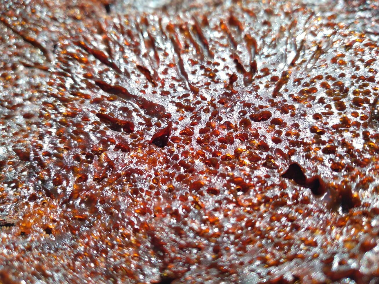 Caramel cake is known by Indonesian people as ant nest cake photo