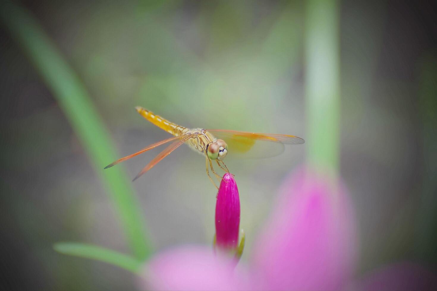 A little yellow Asian dragonfly holding on pink flower photo