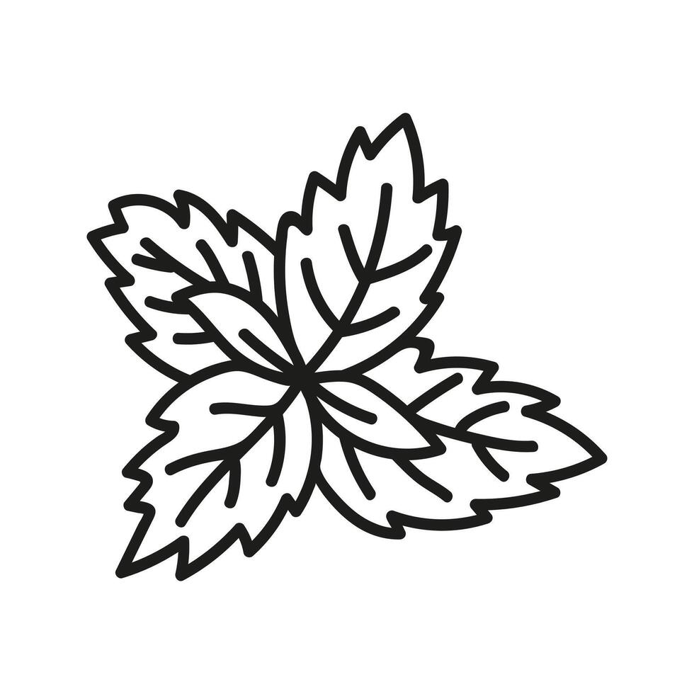 Mint leaves, spice for menu or recipe. Hand drawn doodle illustration. vector