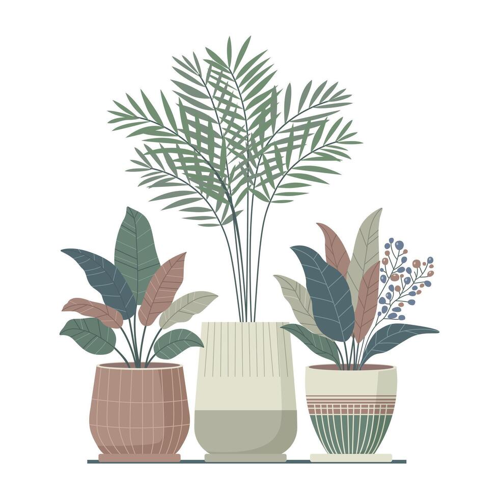 Set of three large indoor plants in flower pots. Illustration in boho style. vector
