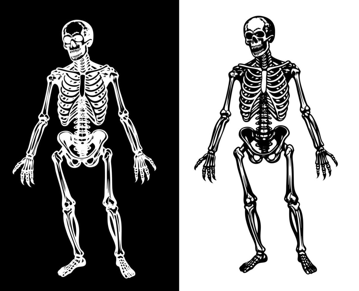 Black skeleton standing pose. Monochrome skull, halloween human bone character vector