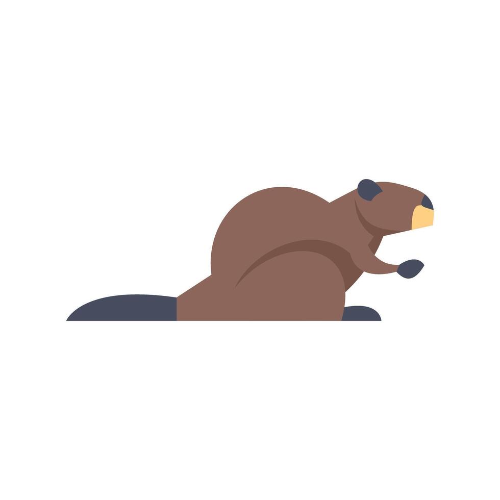 North american beaver walking with big teeth and flat tail vector