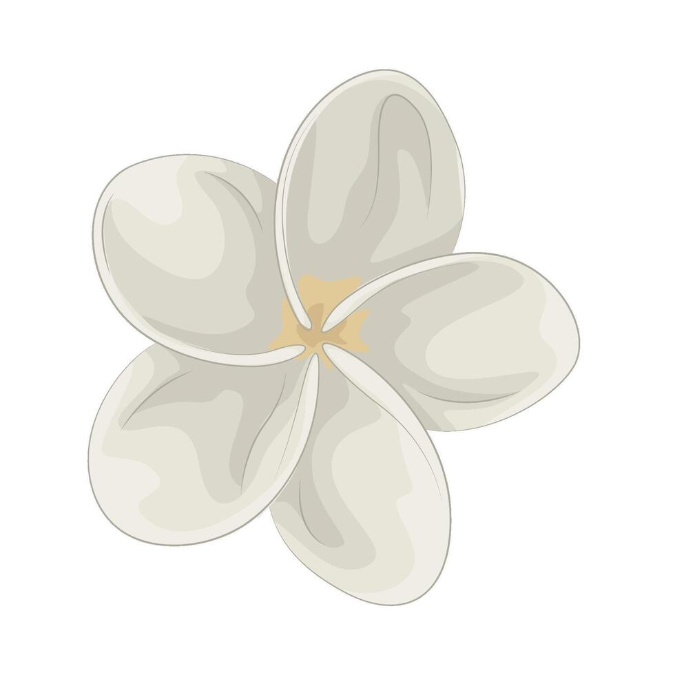 illustration of plumeria vector