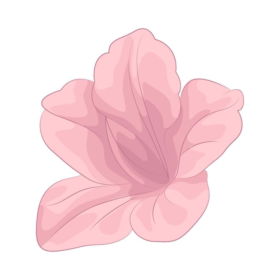 Illustration of gladiolus vector