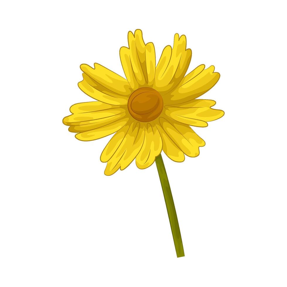 illustration of coreopsis vector